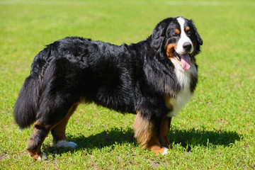 Portrait of large luxurious well-groomed dog Berner Sennenhund, standing in profile on field of green spring grass on sunny day