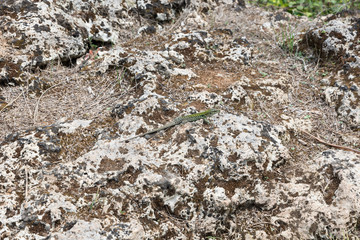 Lizard on the rock