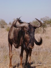 Wild Beast Ochse Afrika Safari
