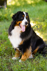 Portrait of large well-kept dog Berner Sennenhund sitting on side of lawn in green spring grass, in park