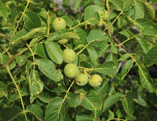 Obraz premium Young green fruits of a walnut on a tree in a collective farm garden