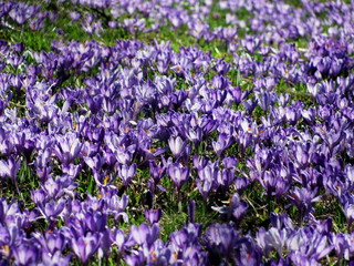 Obraz premium Crocus heuffelianus