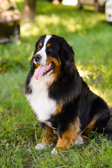 Portrait of large well-kept dog Berner Sennenhund sitting on side of lawn in green spring grass, in park