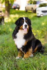 Portrait of large well-kept dog Berner Sennenhund sitting on side of lawn in green spring grass, in park