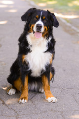 Portrait of happy large luxurious well-groomed Berner Sennenhund dog sitting on an asphalt road