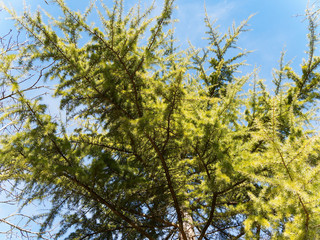 Cedrus deodara | Cèdre de l'Himalaya ou déodar aux feuillage velouté jaune-vert à aiguilles souples en bouquets