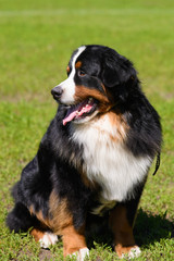 Portrait of large well-kept dog Berner Sennenhund sitting on side of lawn in green spring grass, in...