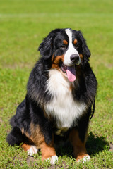 Portrait of large well-kept dog Berner Sennenhund sitting on side of lawn in green spring grass, in park