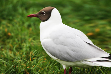 Beautiful seagull close-up on a background of green grass.