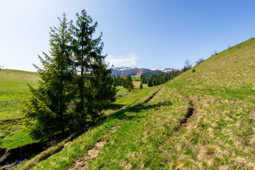 Naklejka na ściany i meble valley of borzhava mountain ridge in springtime. small brook among spruce trees on the green grassy meadow. wonderful countryside on a bright sunny day. snow on the summits