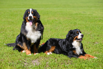 Two Berner Sennenhund on background of green spring grass, one sits,  second lies