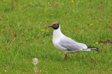 Beautiful gull close-up on the background of grass looks into the distance