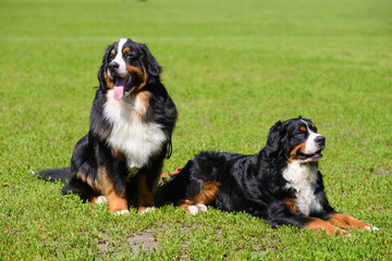 Two Berner Sennenhund on background of green spring grass, one sits,  second lies