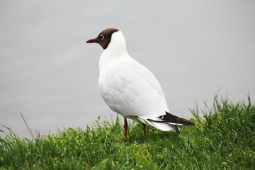 A beautiful gull gazes at the ducks on the lake.