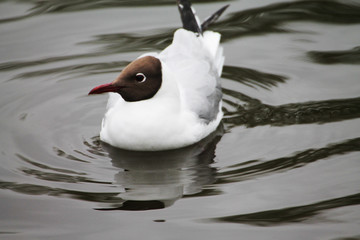 A beautiful gull splashing reflected in the water of the lake