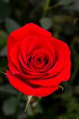 Flor I
