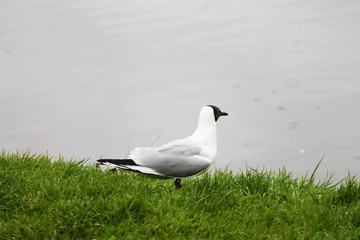 A lonely beautiful seagull looks into the distance of the sea.