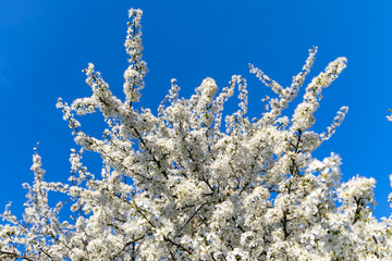Fototapeta na wymiar Weiße Kirschblüten Blüten im Frühling Spring beim aufblühen