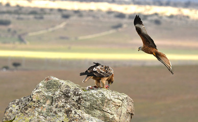 aguila imperial
