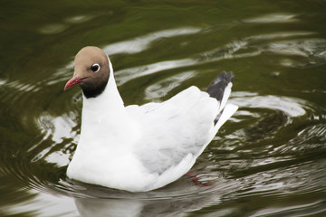 . A beautiful gull splashing in the water of the sea