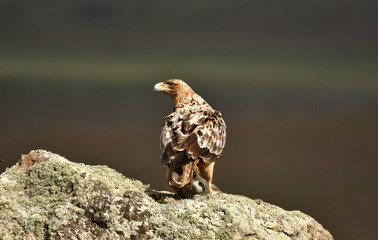 aguila imperial