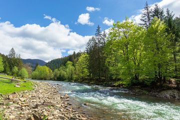 mountain river among the forest in spring. trees, grass and stoner on the shore. beautiful nature landscape. wonderful sunny weather with gorgeous sky