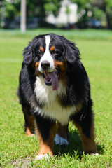 Portrait of happy large luxurious well-groomed Berner Sennenhund dog running on green grass in garden or park on sunny summer, spring day