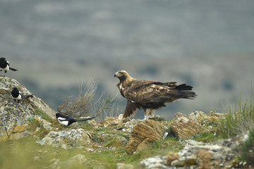 aguila real