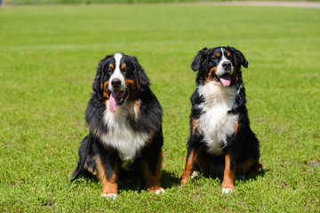 Two beautiful large Berner Sennenhund, male and female, are sitting on the green spring grass nearby.