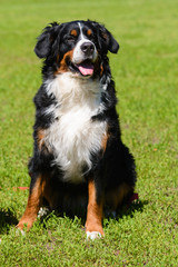 Portrait of large well-kept dog Berner Sennenhund sitting on side of lawn in green spring grass, in park