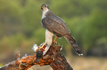 azor