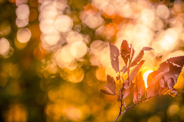 Natural red leaves background at sunset