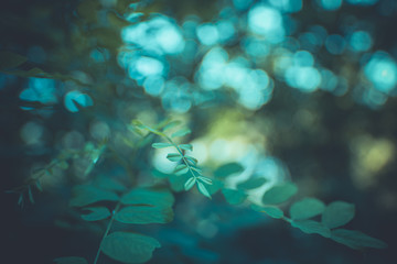 Dream nature. Closeup nature view of soft green leaves on blurred greenery background in garden with copy space using as background natural green plants landscape, ecology, fresh wallpaper concept.