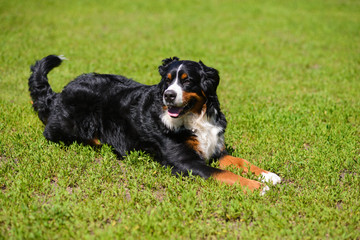 Portrait of large luxurious manicured dog Berner Sennenhund lying on background of green spring grass on  sunny day