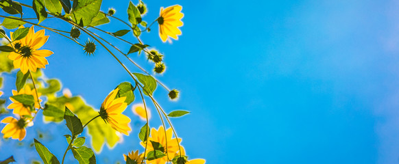 Daisy flowers. Yellow flowers against blue cloudy sky. Spring summer nature banner landscape, happy, joyful, bright natural view - Powered by Adobe
