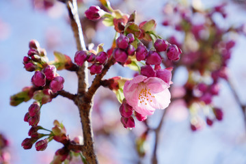 桜の開花