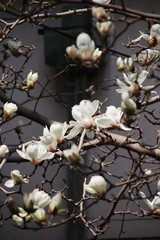 The blooming white magnolia flowers are especially beautiful against the blue sky!