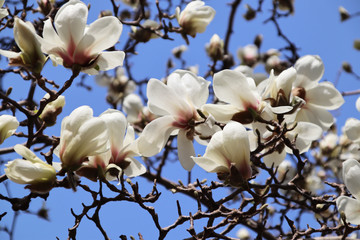 The blooming white magnolia flowers are especially beautiful against the blue sky!