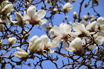 The blooming white magnolia flowers are especially beautiful against the blue sky!