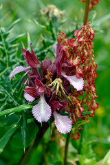  butterfly orchid / Großblütiges Schmetterlings-Knabenkraut (Anacamptis papilionacea ssp. grandiflora) Insel Tinos, Griechenland