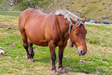 Naklejka na ściany i meble View of a Catalan Pyrenean breed horse, grazing through the Arcalis valley, Ordino, Andorra
