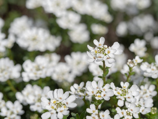 花壇のイベリス