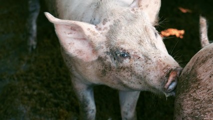 pig standing in farm. pigs on livestock farm.