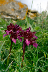 butterfly orchid / Großblütiges Schmetterlings-Knabenkraut (Anacamptis papilionacea ssp. grandiflora) Insel Tinos, Griechenland
