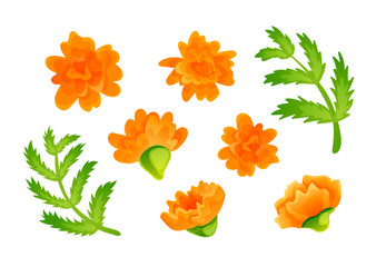 Set of orange marigold blooms and green leaves