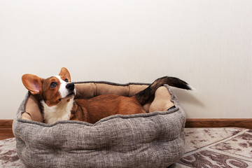 a Corgi puppy is lying in a bed at home