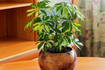 Decorative indoor tall plant for the interior-Scheffler (umbrella tree).