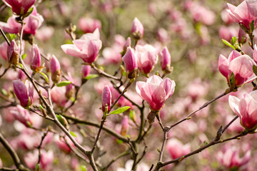 Fototapeta na wymiar Magnolia spring flowers