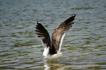Kelp gull Larus dominicanus stretching its wings.
