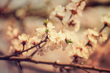 Apricot tree blossoms